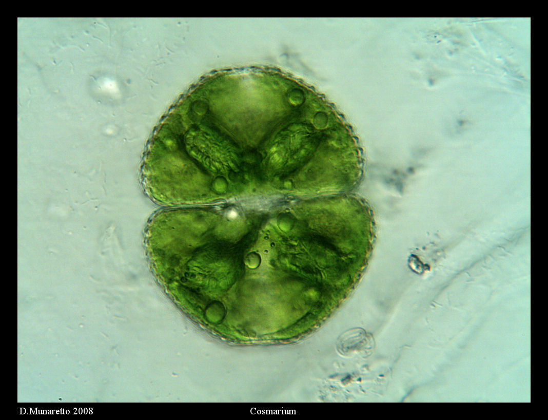 Cosmarium
